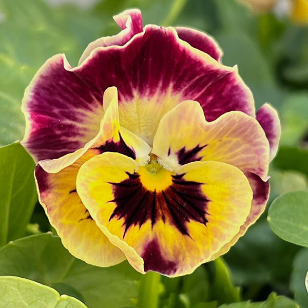 [送料無料]春待ちビオラ　MSKガーデン小輪バタフライフリンジビオラ：エンジェルウィング　イエローバイカラー3号ポット 24株セット