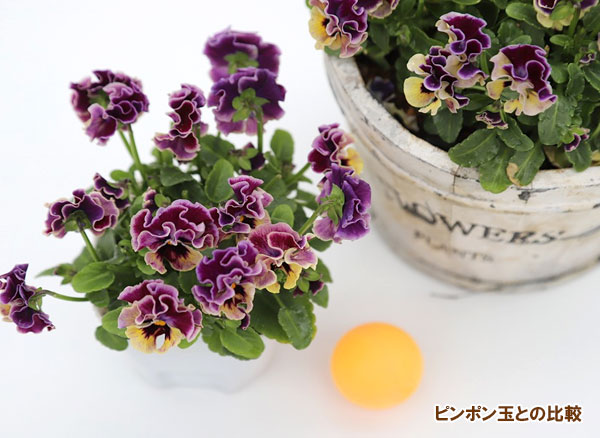 春待ちビオラ　MSKガーデン小輪バタフライフリンジビオラ：エンジェルウィング　イエローバイカラー3号ポット 3株セット