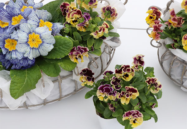 春待ちビオラ　MSKガーデン小輪バタフライフリンジビオラ：エンジェルウィング　イエローバイカラー3号ポット 3株セット