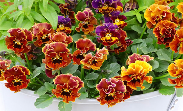 春待ちビオラ　MSKガーデン小輪バタフライフリンジビオラ：エンジェルウィング　マロン3号ポット