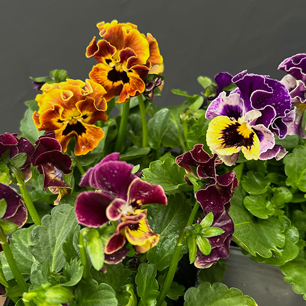 春待ちビオラ　MSKガーデン小輪バタフライフリンジビオラ：エンジェルウィング　マロン3号ポット