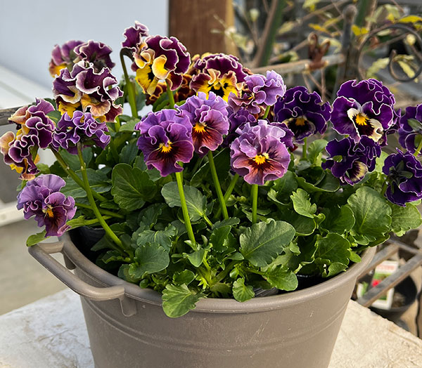 春待ちビオラ　MSKガーデン小輪バタフライフリンジビオラ：エンジェルウィング　マロン3号ポット