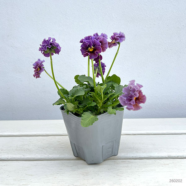 春待ちビオラ　MSKガーデン小輪バタフライフリンジビオラ：エンジェルウィング　マロン3号ポット