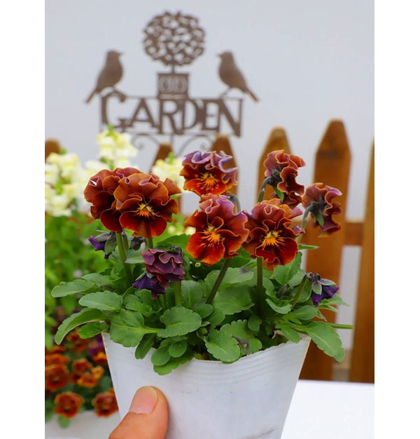 春待ちビオラ　MSKガーデン小輪バタフライフリンジビオラ：エンジェルウィング　マロン3号ポット