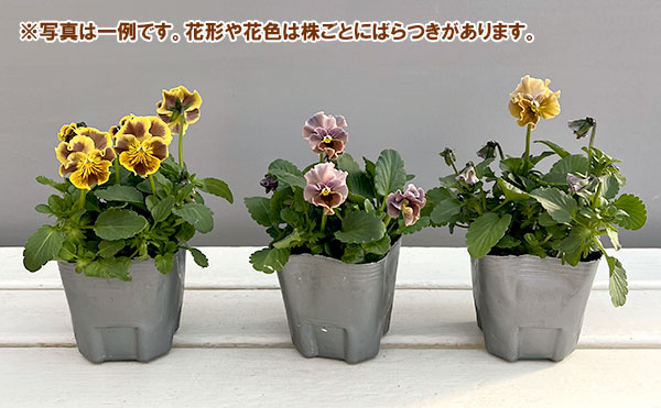 [送料無料]春待ちビオラ　MSKガーデン小輪バタフライフリンジビオラ：エンジェルウィング　アーバンスモーキー3号ポット 12株セット
