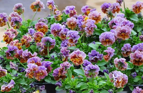 春待ちビオラ　MSKガーデン小輪バタフライフリンジビオラ：エンジェルウィング　アーバンスモーキー3号ポット 3株セット