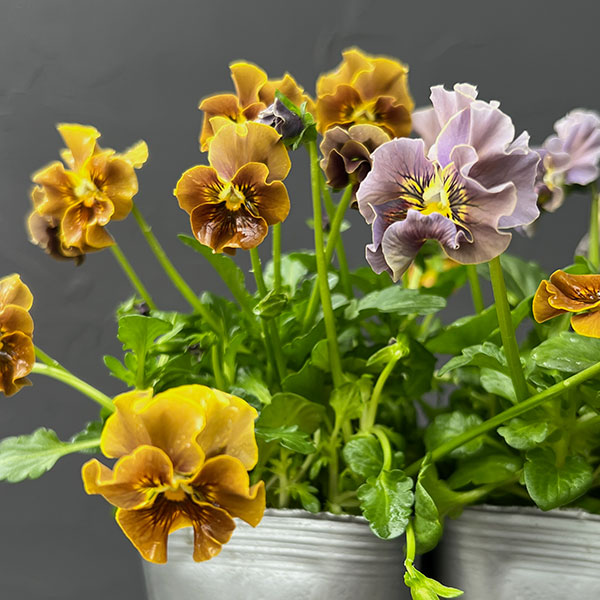 春待ちビオラ　MSKガーデン小輪バタフライフリンジビオラ：エンジェルウィング　アーバンスモーキー3号ポット 3株セット