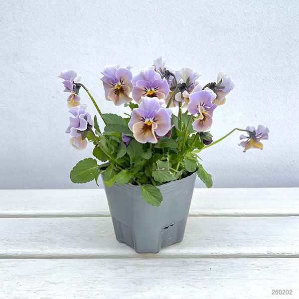 春待ちビオラ　MSKガーデン小輪バタフライフリンジビオラ：エンジェルウィング　アーバンスモーキー3号ポット 3株セット