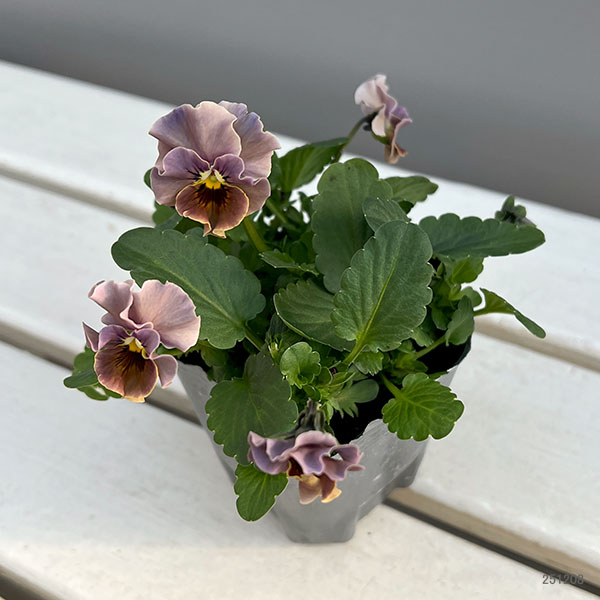 [送料無料]春待ちビオラ　MSKガーデン小輪バタフライフリンジビオラ：エンジェルウィング　アーバンスモーキー3号ポット 12株セット