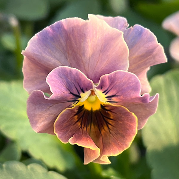 [送料無料]春待ちビオラ　MSKガーデン小輪バタフライフリンジビオラ：エンジェルウィング　アーバンスモーキー3号ポット 12株セット