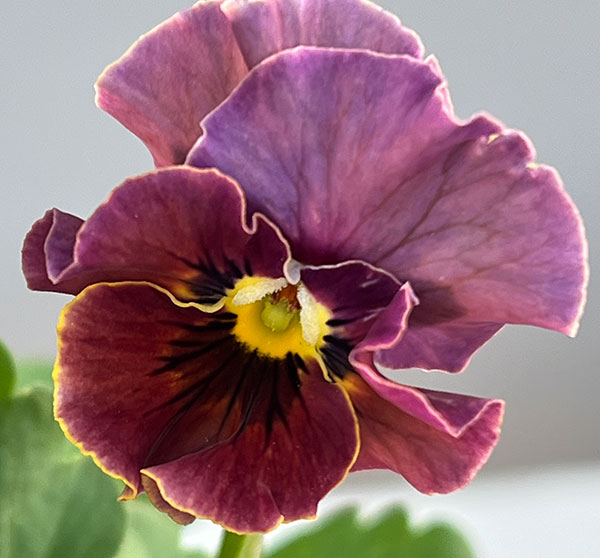 [送料無料]春待ちビオラ　MSKガーデン小輪バタフライフリンジビオラ：エンジェルウィング　アーバンスモーキー3号ポット 12株セット