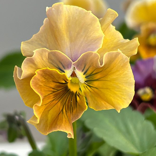 [送料無料]春待ちビオラ　MSKガーデン小輪バタフライフリンジビオラ：エンジェルウィング　アーバンスモーキー3号ポット 12株セット