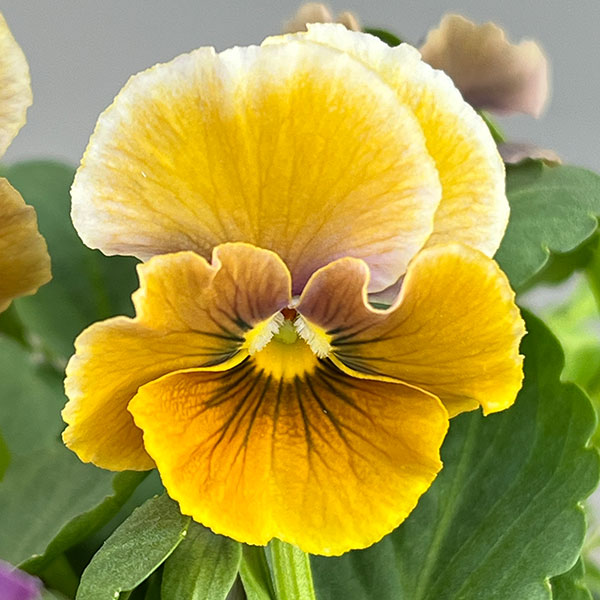 [送料無料]春待ちビオラ　MSKガーデン小輪バタフライフリンジビオラ：エンジェルウィング　アーバンスモーキー3号ポット 12株セット