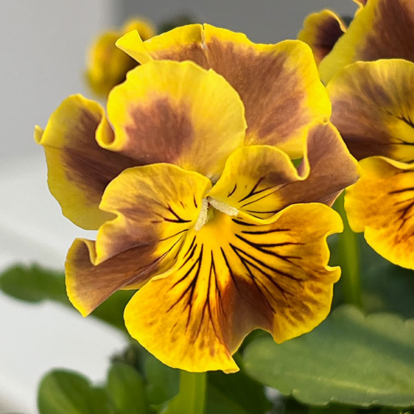 [送料無料]春待ちビオラ　MSKガーデン小輪バタフライフリンジビオラ：エンジェルウィング　アーバンスモーキー3号ポット 12株セット