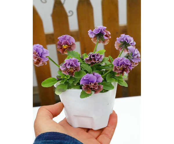 春待ちビオラ　MSKガーデン小輪バタフライフリンジビオラ：エンジェルウィング　アーバンスモーキー3号ポット 3株セット