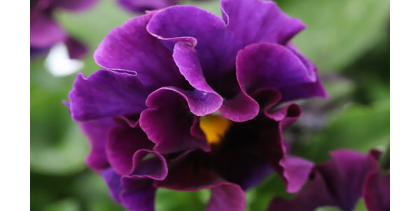 春待ちビオラ　MSKガーデン小輪バタフライフリンジビオラ：エンジェルウィング　パープル3号ポット 3株セット