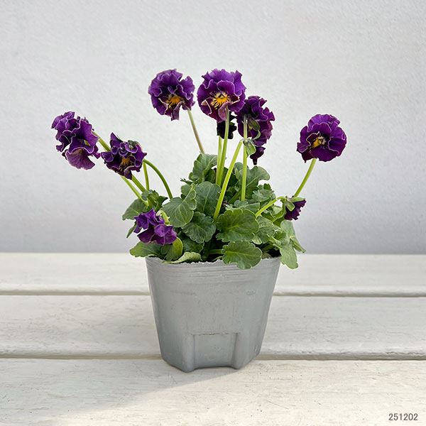 春待ちビオラ　MSKガーデン小輪バタフライフリンジビオラ：エンジェルウィング　パープル3号ポット 3株セット