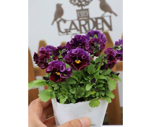 春待ちビオラ　MSKガーデン小輪バタフライフリンジビオラ：エンジェルウィング　パープル3号ポット 3株セット
