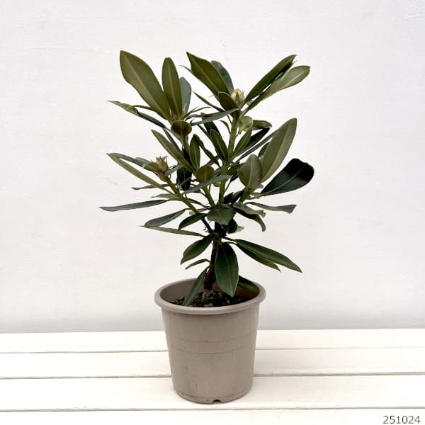 シャクナゲ（石楠花）：スニージー5号鉢植え