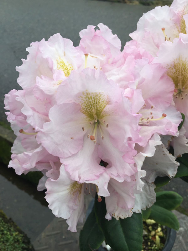 シャクナゲ（石楠花）：ゴールデンアイ5号鉢植え