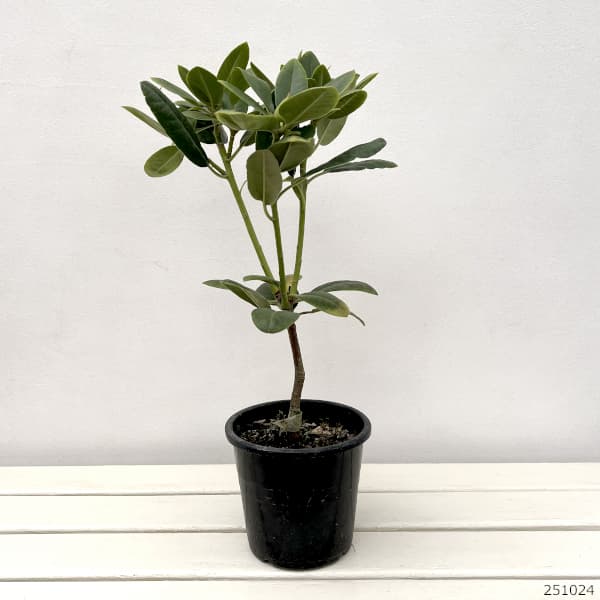 シャクナゲ(石楠花):ゴールデンアイ5号鉢植え