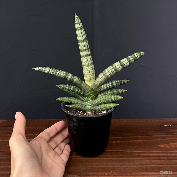サンセベリア：ボンセレンシス　3号鉢植え*