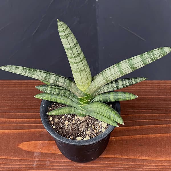 サンセベリア：ボンセレンシス　3号鉢植え*