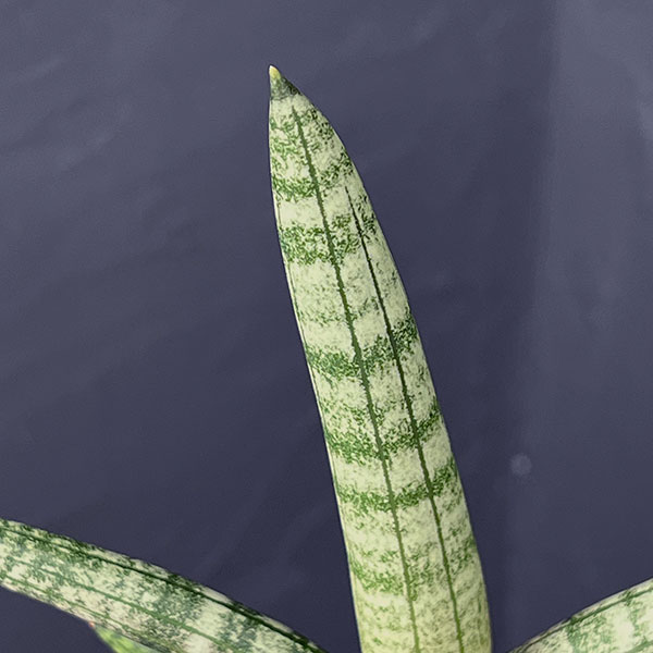 サンセベリア：ボンセレンシス　3号鉢植え*