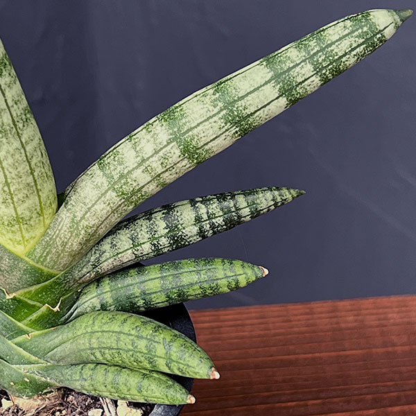 サンセベリア：ボンセレンシス　3号鉢植え*