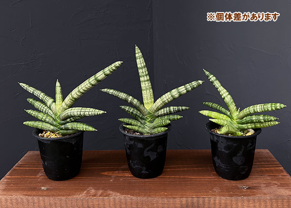 サンセベリア：ボンセレンシス　3号鉢植え*