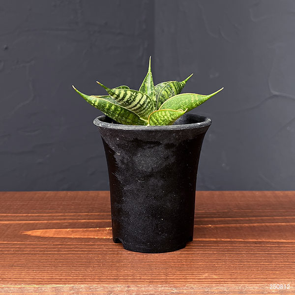 サンセベリア:ミラージュ(ムトモ×バリー×ボンセレンシス)2.5号鉢植え*