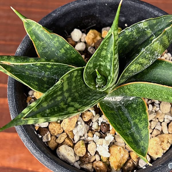 サンセベリア:ミラージュ(ムトモ×バリー×ボンセレンシス)2.5号鉢植え*