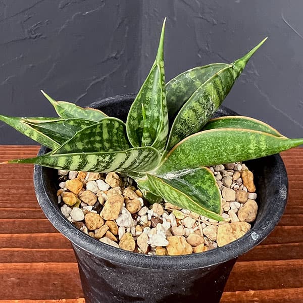 サンセベリア:ミラージュ(ムトモ×バリー×ボンセレンシス)2.5号鉢植え*