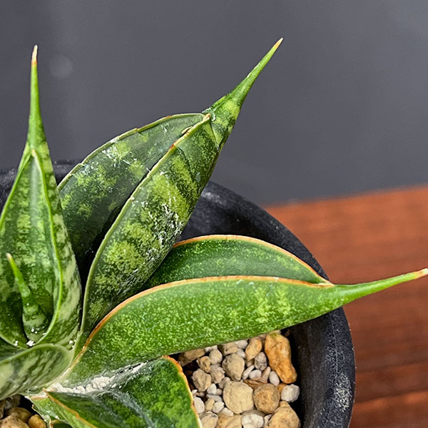 サンセベリア:ミラージュ(ムトモ×バリー×ボンセレンシス)2.5号鉢植え*