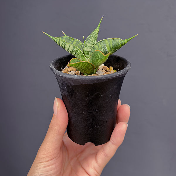 サンセベリア:ミラージュ(ムトモ×バリー×ボンセレンシス)2.5号鉢植え*