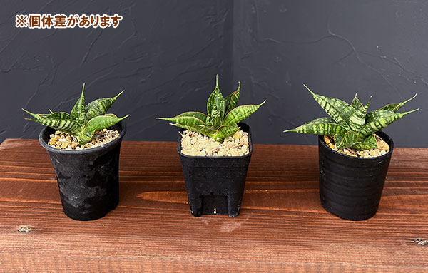 サンセベリア:ミラージュ(ムトモ×バリー×ボンセレンシス)2.5号鉢植え*