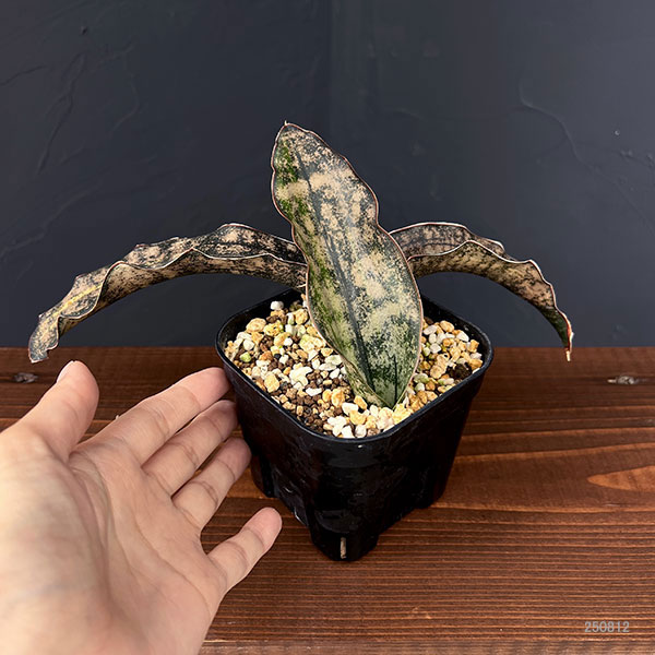 [ザ・ファームセレクト]サンセベリア：キルキー  コパトーン　斑入り 3.5号鉢植え25-01