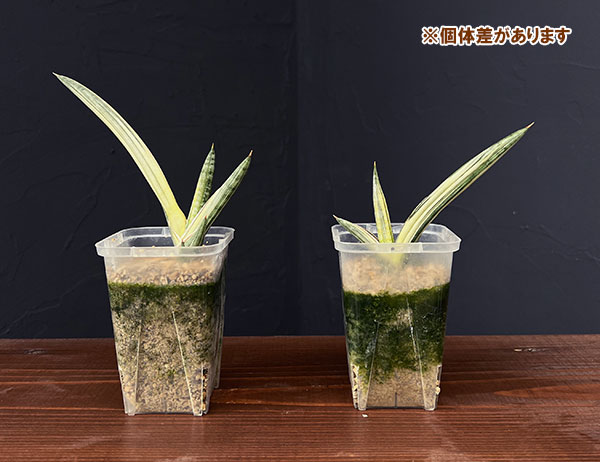 サンセベリア:Lav.1970 斑入り(ラブラノス1970 斑入り) 2.5号鉢植え