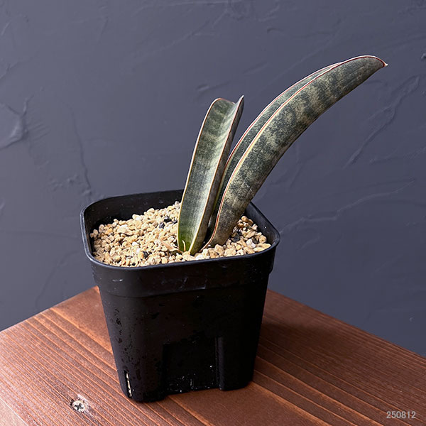 サンセベリア：ハリー（ピンク）斑入り　3.5号鉢植え
