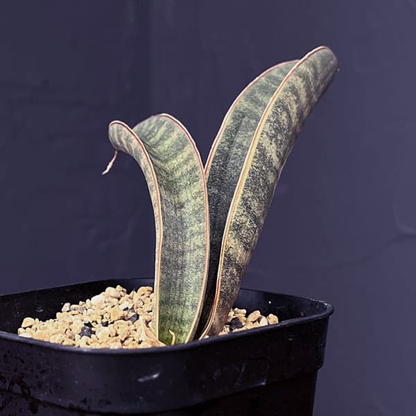 サンセベリア：ハリー（ピンク）斑入り　3.5号鉢植え