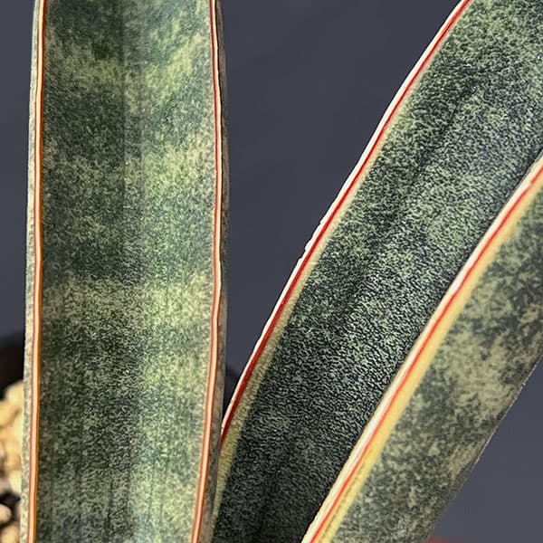 サンセベリア：ハリー（ピンク）斑入り　3.5号鉢植え