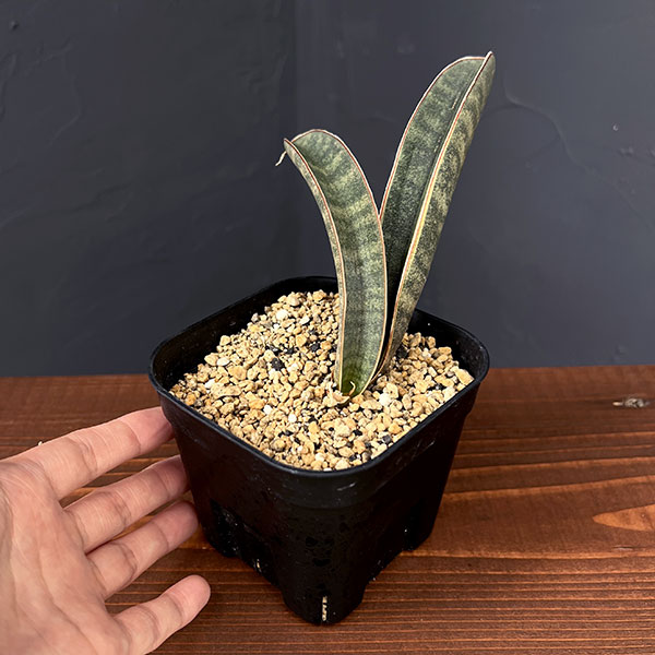サンセベリア：ハリー（ピンク）斑入り　3.5号鉢植え