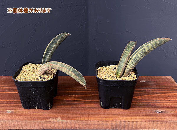 サンセベリア：ハリー（ピンク）斑入り　3.5号鉢植え