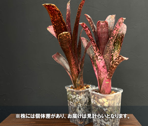 ビルベルギア:オリジナルハイブリット(Aタイプ) 3.5号鉢植え