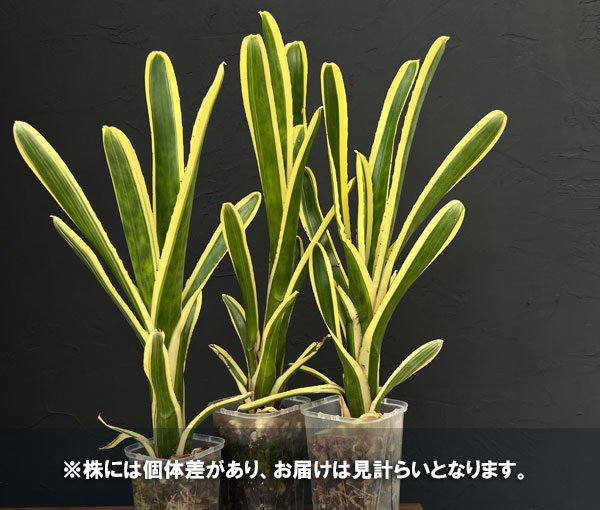 エクメア:ヌディカリウスオーレア 3.5号鉢植え