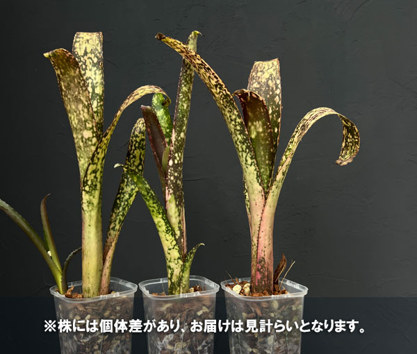 ビルベルギア:オリジナルハイブリット(Bタイプ) 3.5号鉢植え