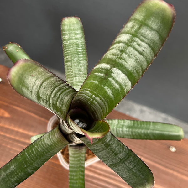 エクメア:ヌディカウリス アクアリス 3号鉢植え
