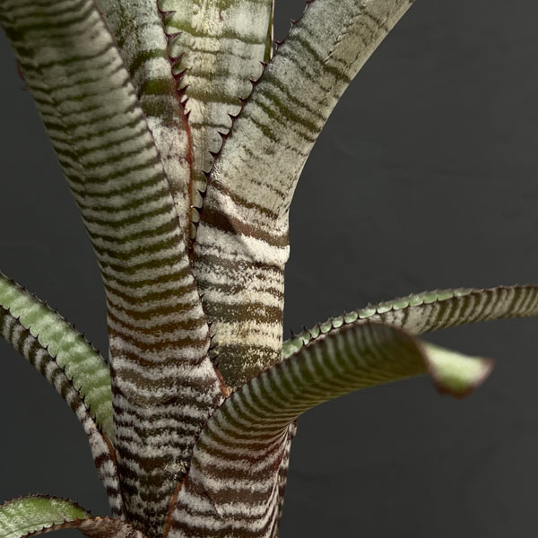 エクメア:ヌディカウリス アクアリス 3号鉢植え