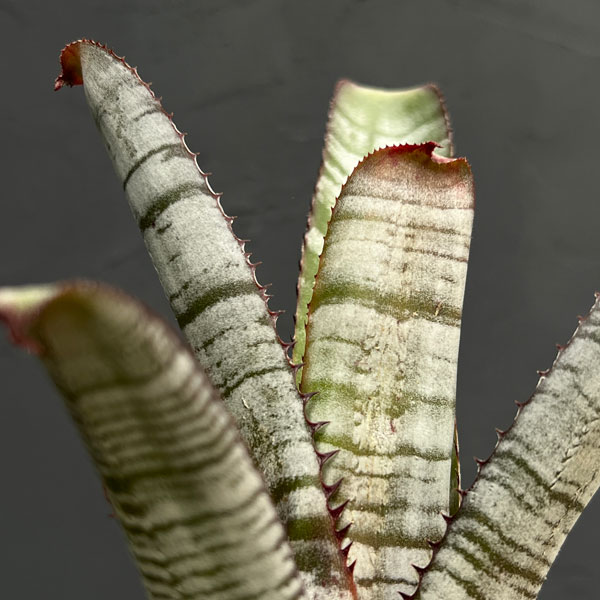 エクメア:ヌディカウリス アクアリス 3号鉢植え