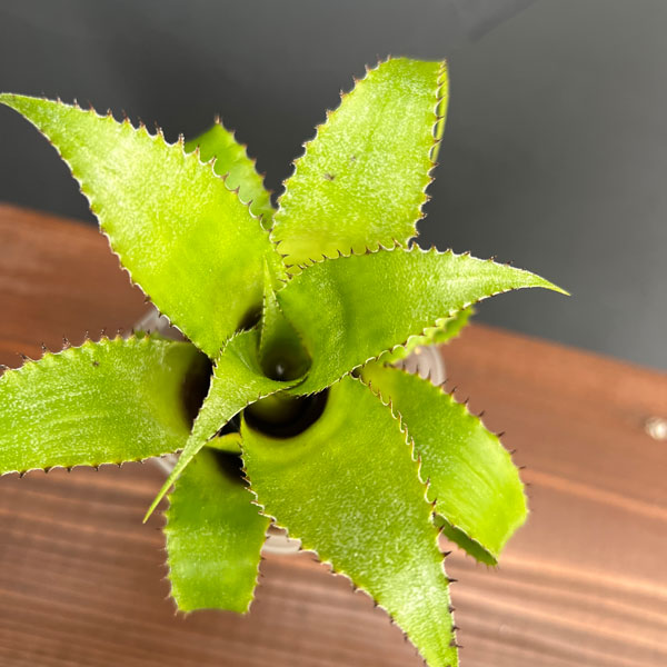 ネオレゲリア:ムーレアナ 3号鉢植え